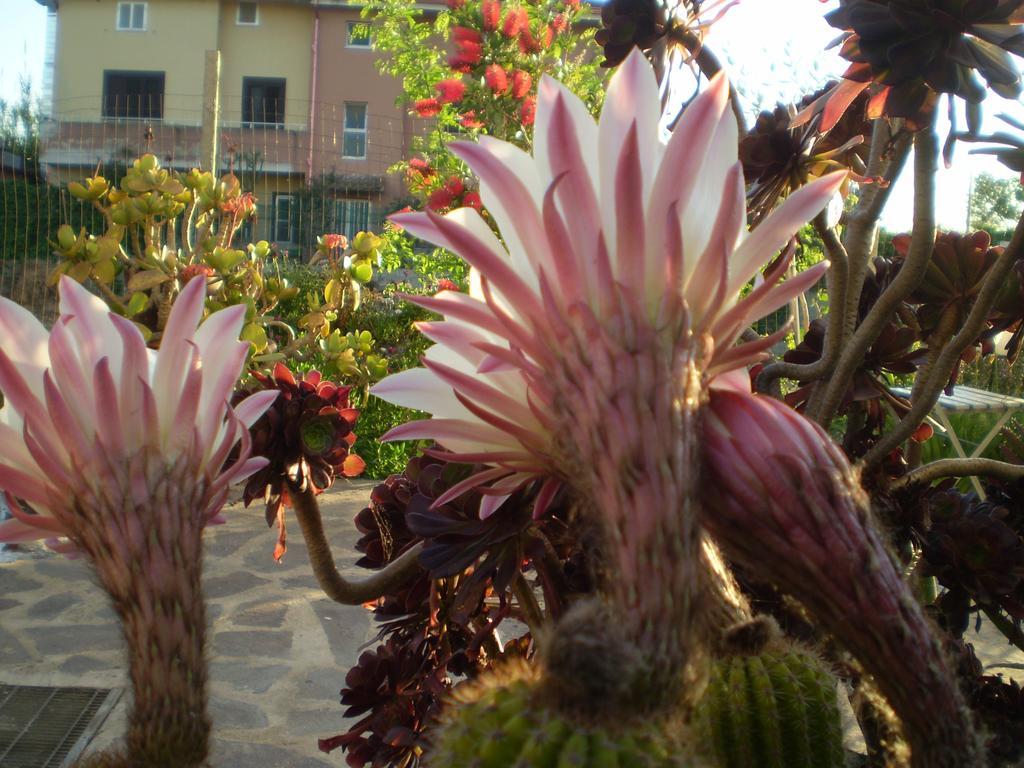 Il Giardino Di Emilio Bed & Breakfast Marrùbiu Екстериор снимка